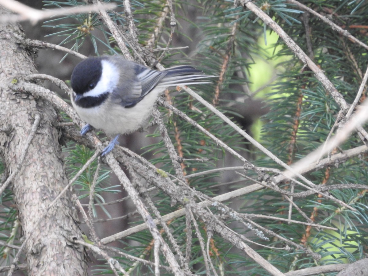 Black-capped Chickadee - ML592350651