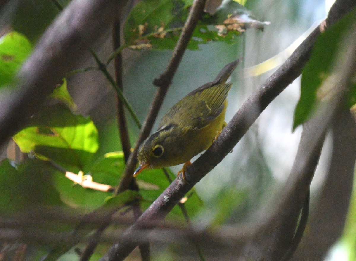 Whistler's Warbler - Rofikul Islam