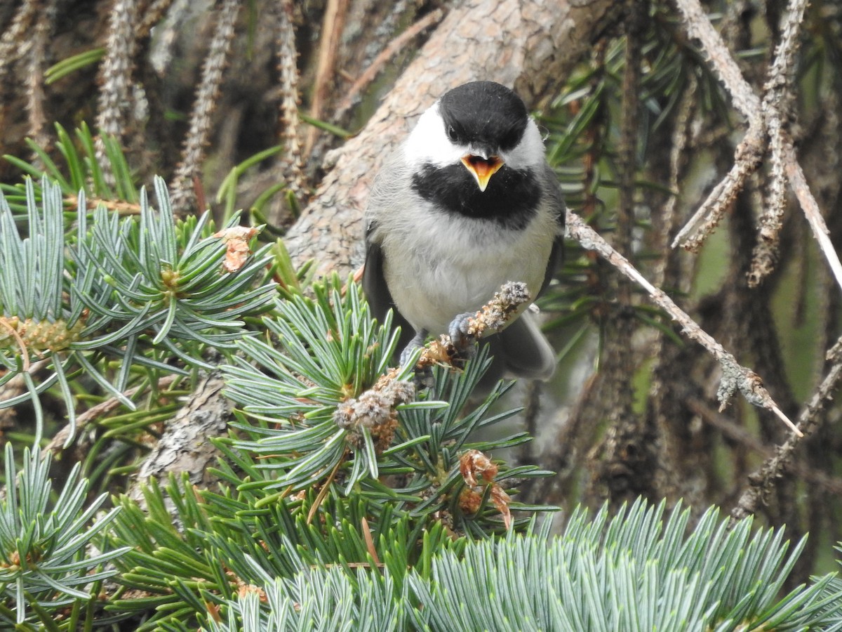 Black-capped Chickadee - ML592350691