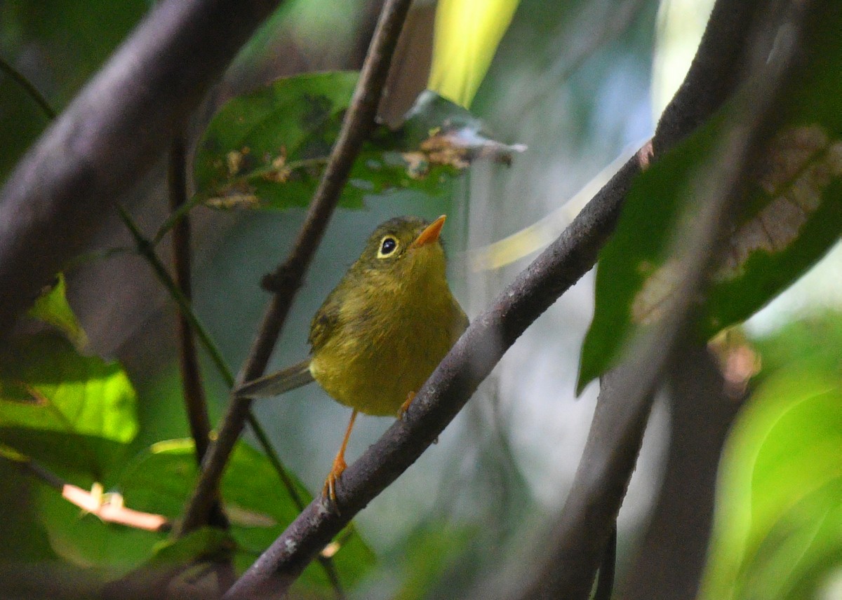 Whistler's Warbler - ML592350701