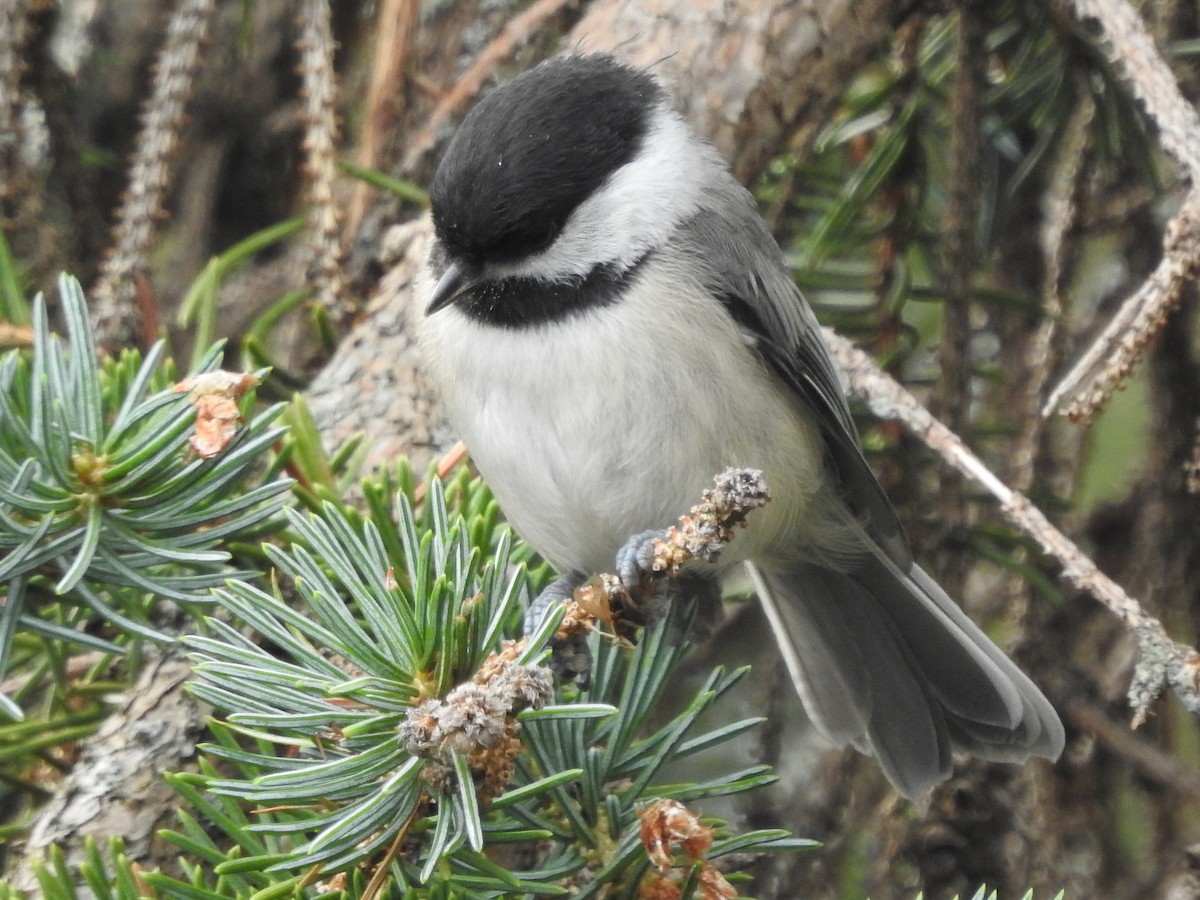 Black-capped Chickadee - ML592350721