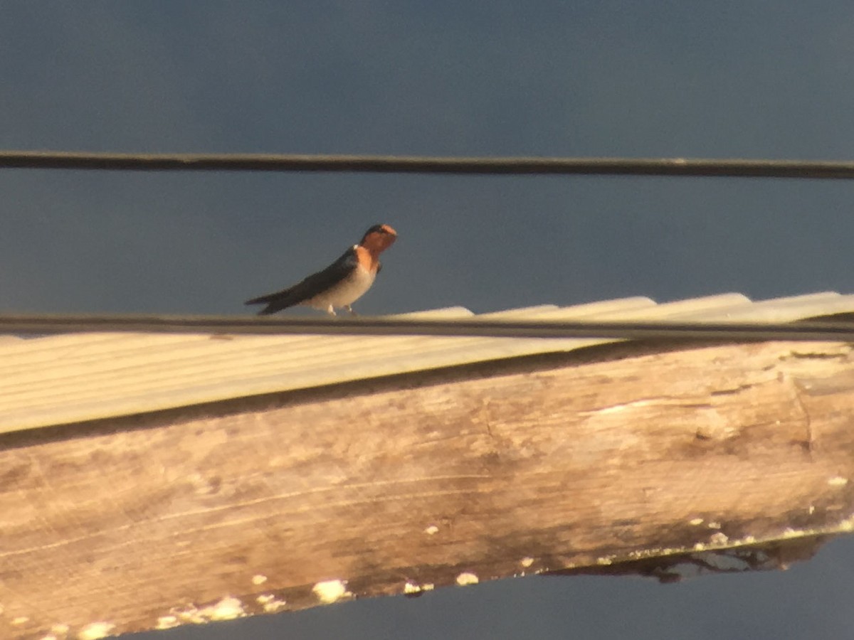 Golondrina del Pacífico - ML592350781