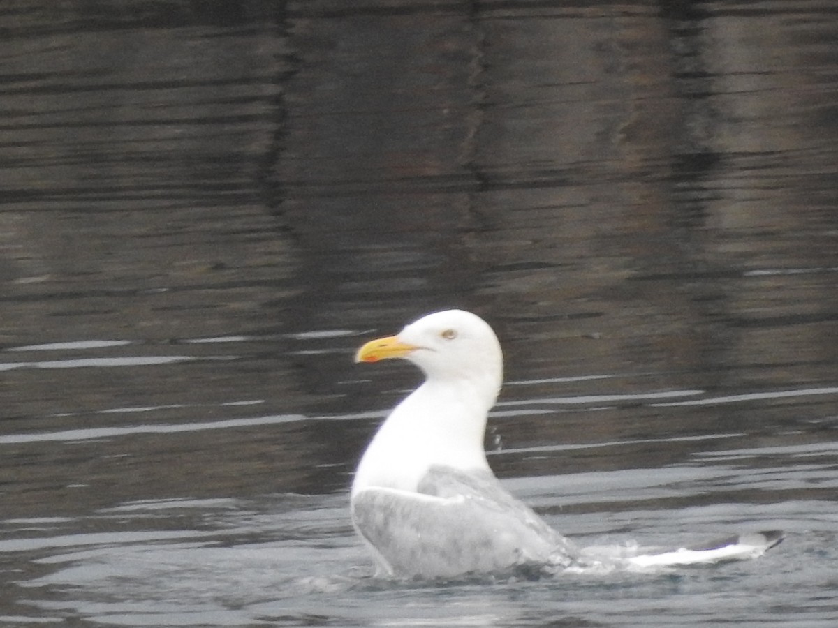 American Herring Gull - ML592350891