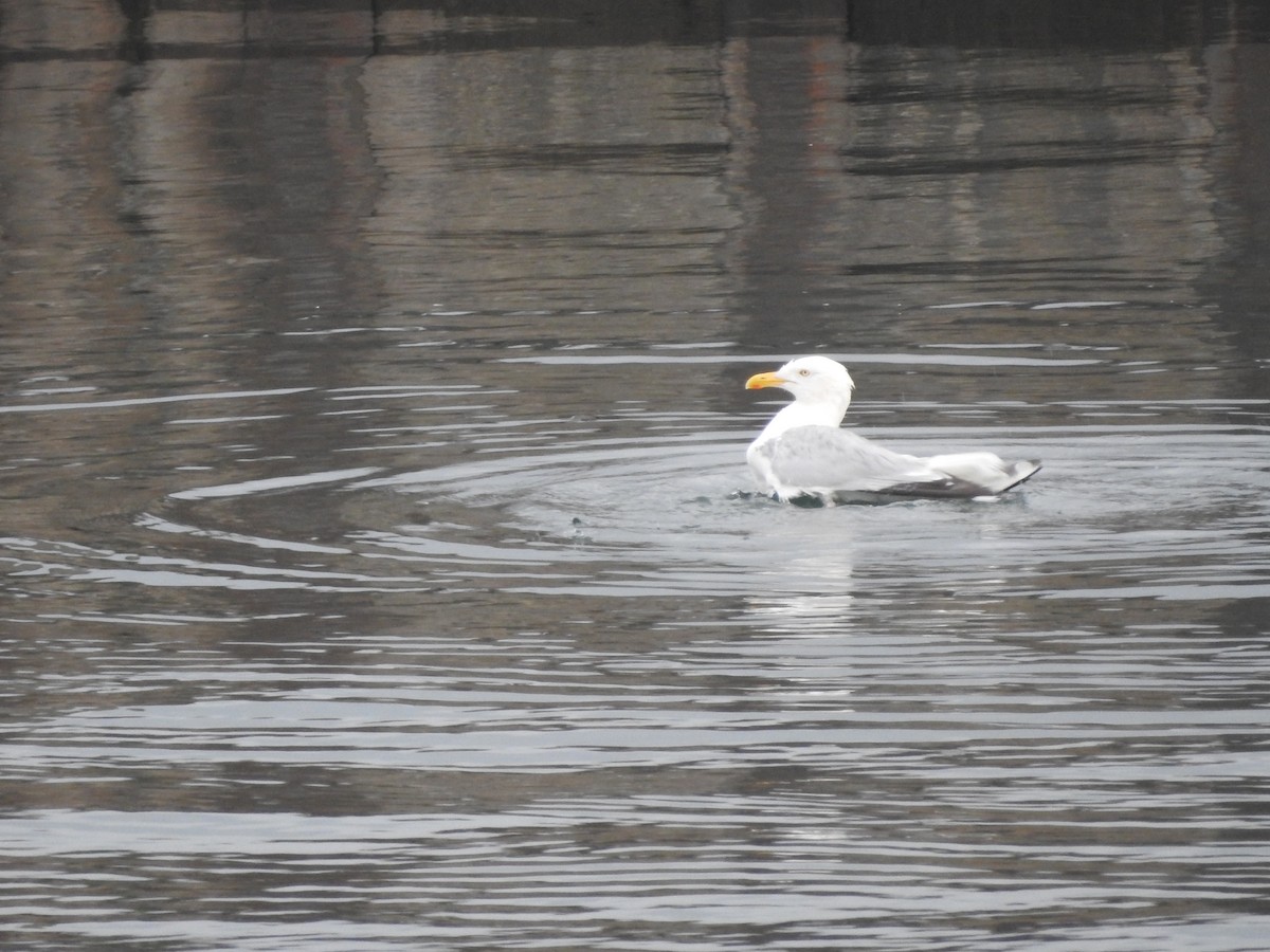 American Herring Gull - ML592350931