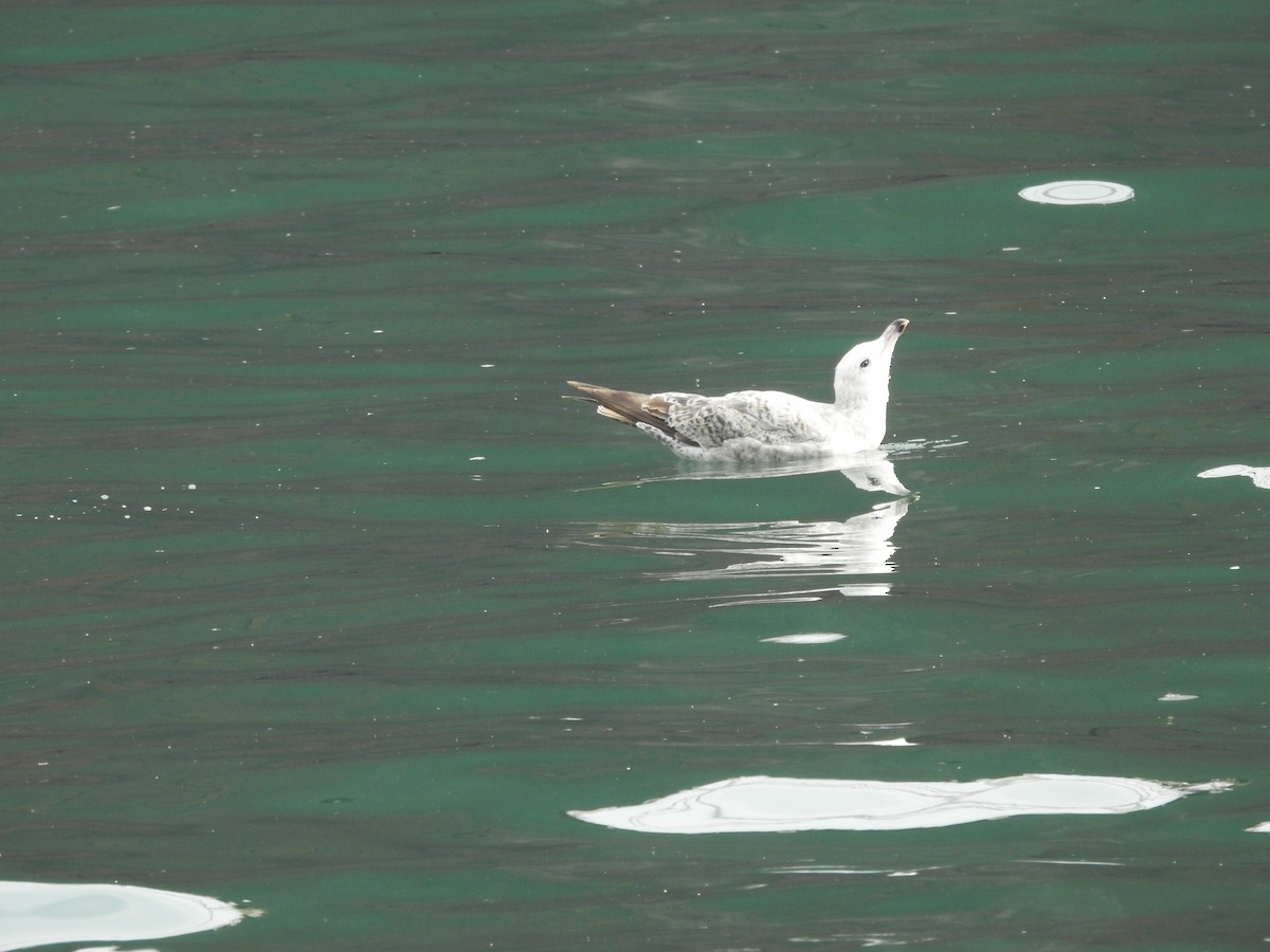 Ring-billed Gull - ML592350941
