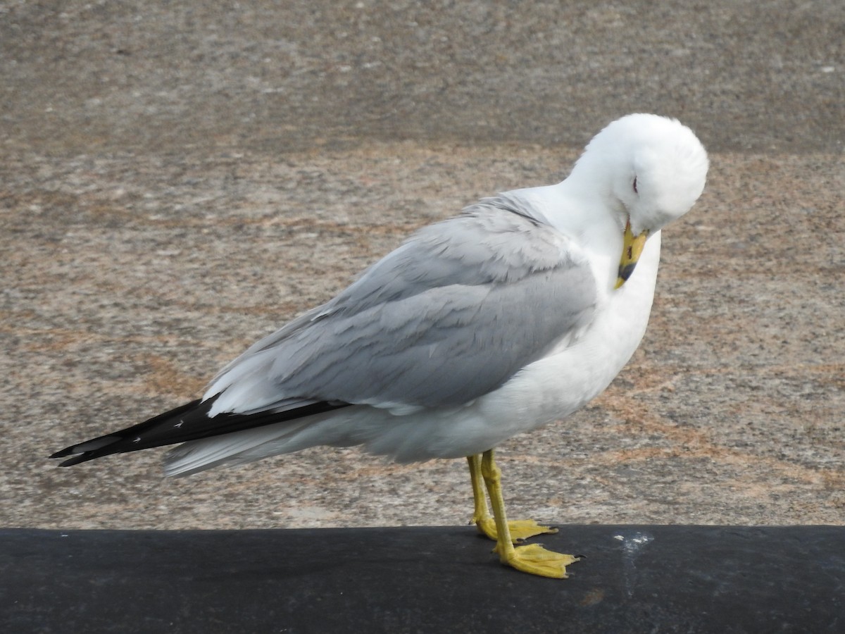 Ring-billed Gull - ML592351021