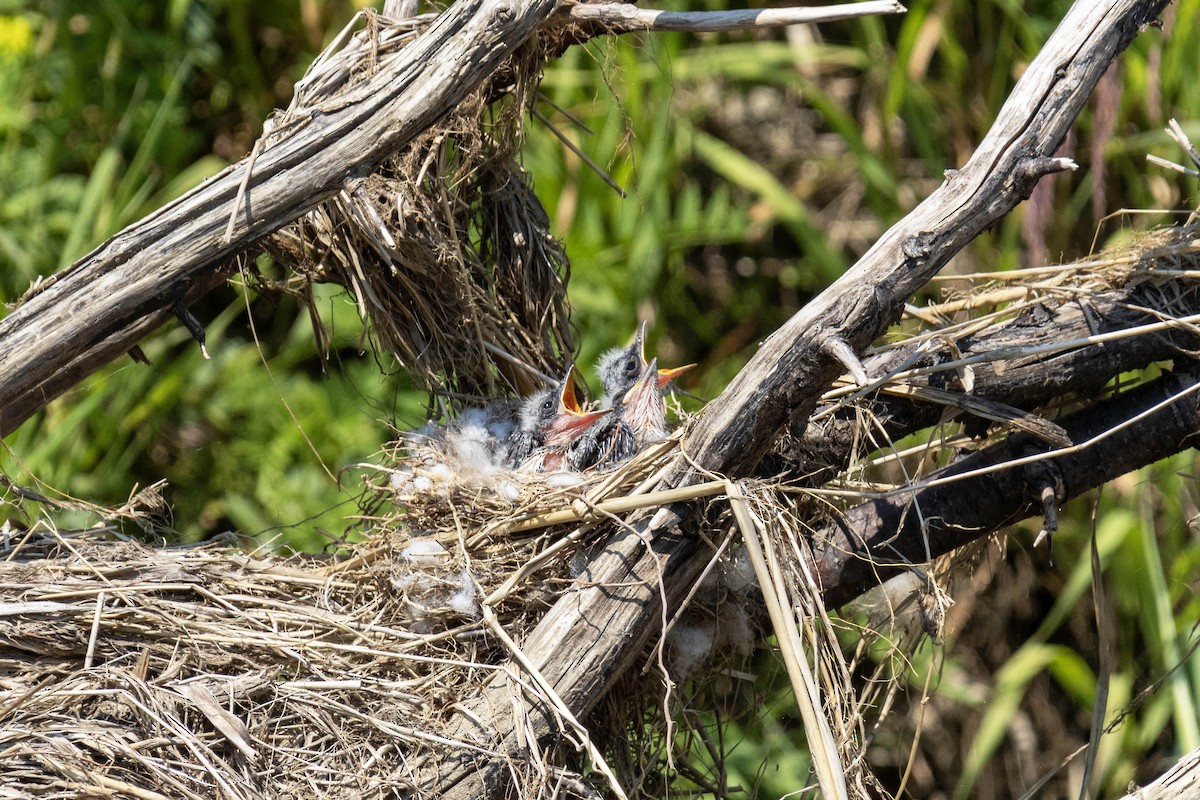 Eastern Kingbird - ML592351291