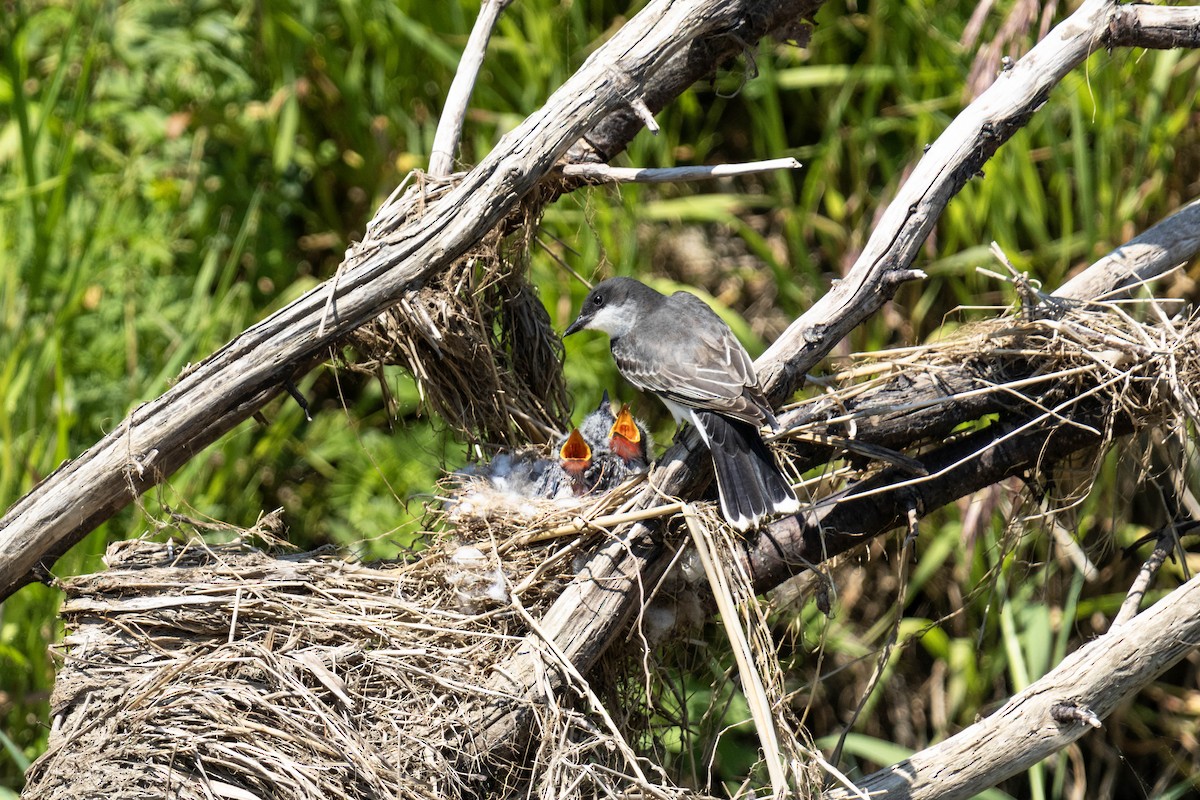 Eastern Kingbird - ML592351301
