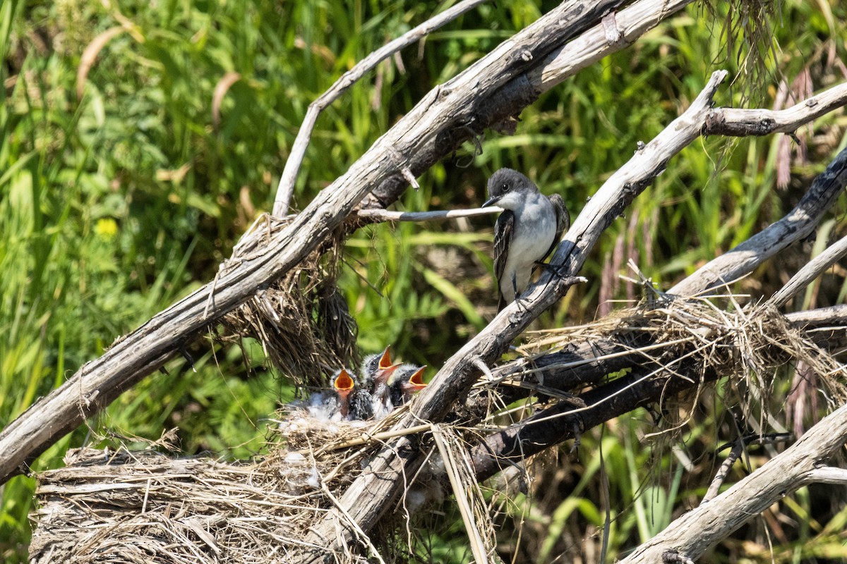 Eastern Kingbird - ML592351311