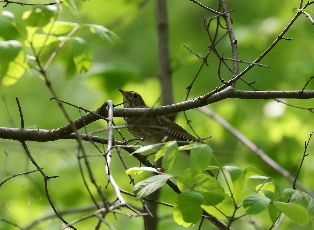 Gray-cheeked Thrush - ML592351911