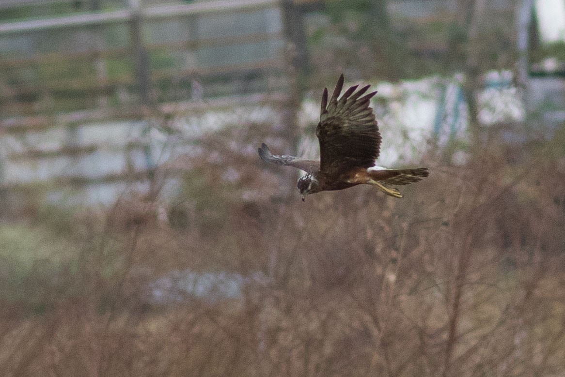 Papuan Harrier - ML592351961