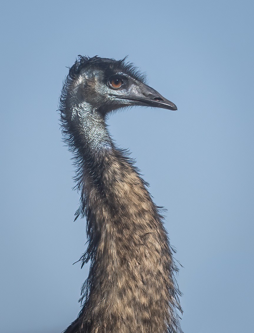 emu hnědý - ML592352121