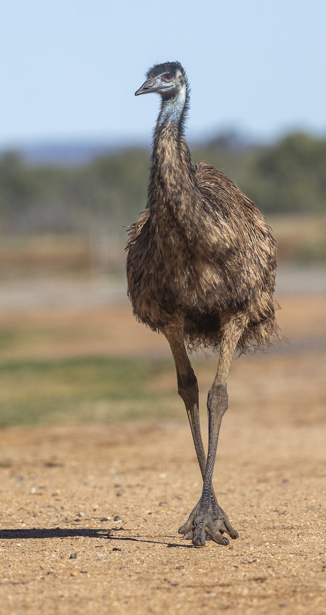 emu hnědý - ML592352131