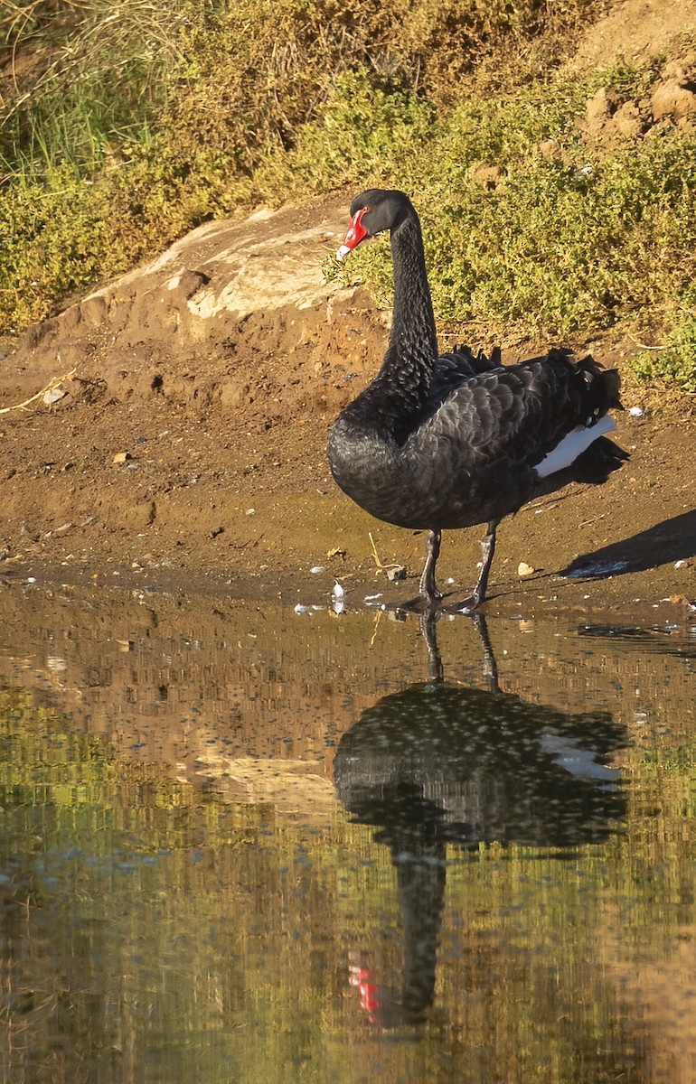 Black Swan - ML592352151