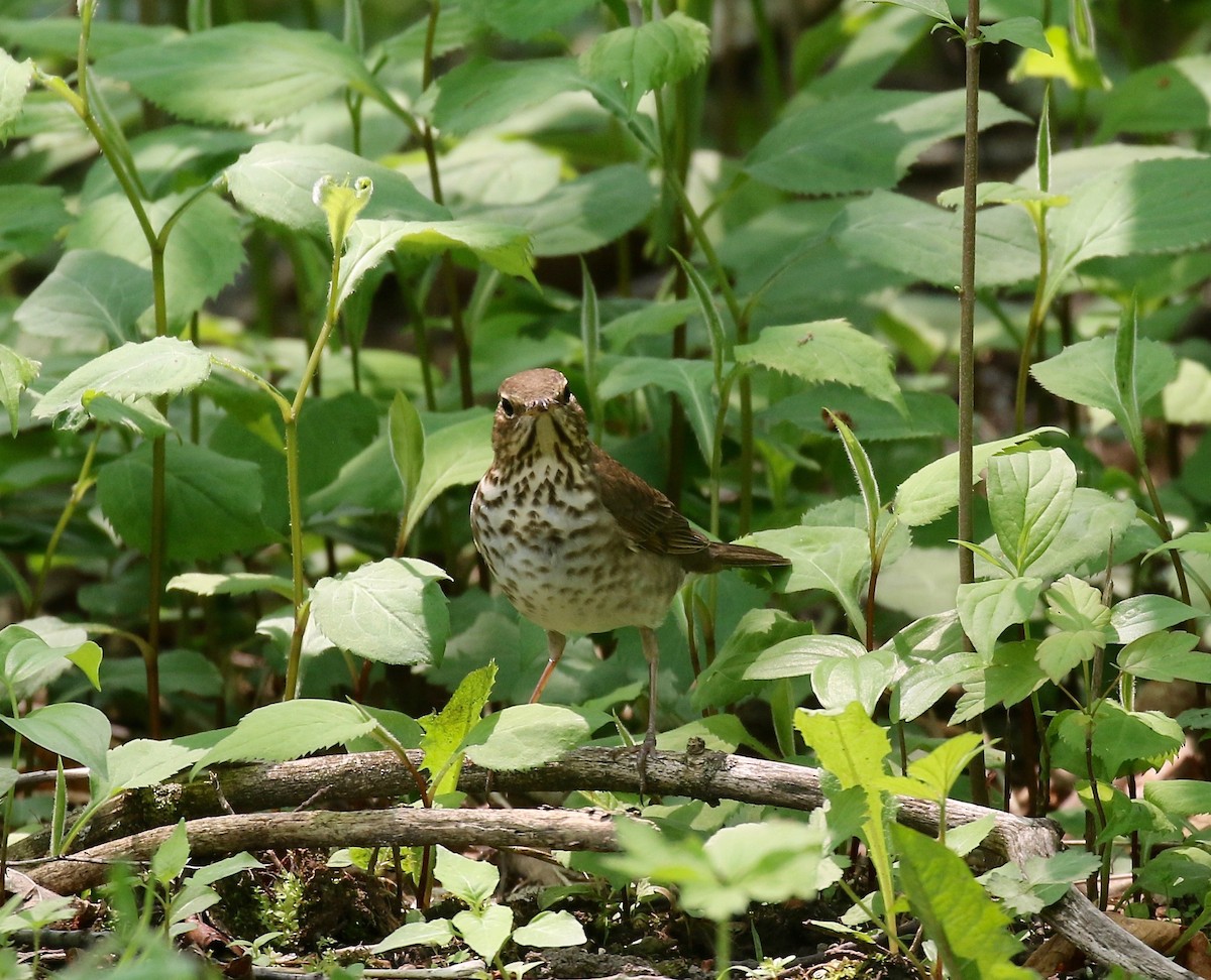 Swainson's Thrush - ML592352231