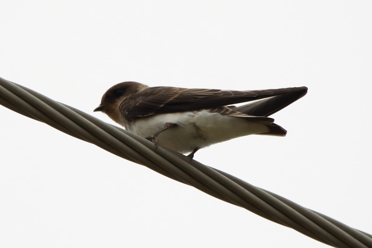 Northern Rough-winged Swallow - ML592352241