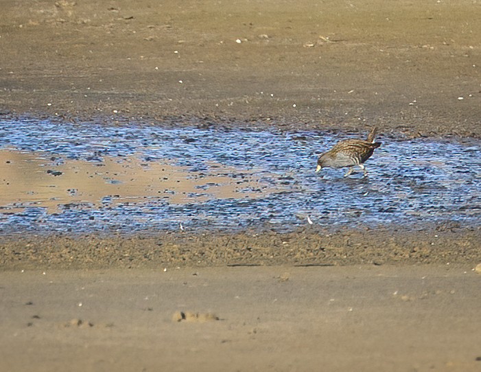 Australian Crake - Tanya Hattingh