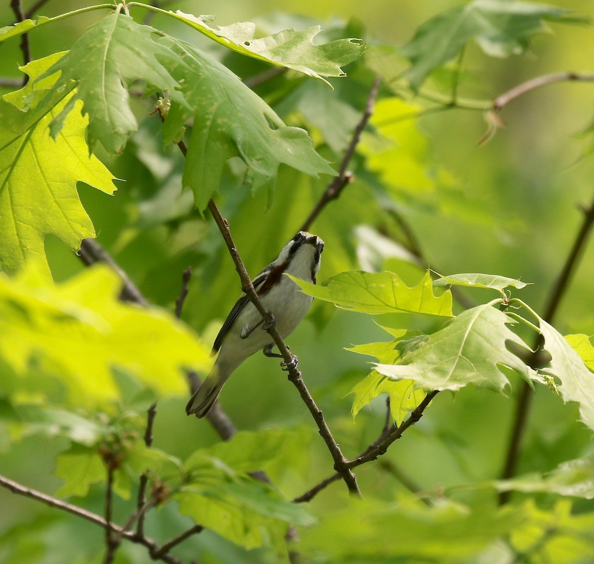 Chestnut-sided Warbler - ML592352751