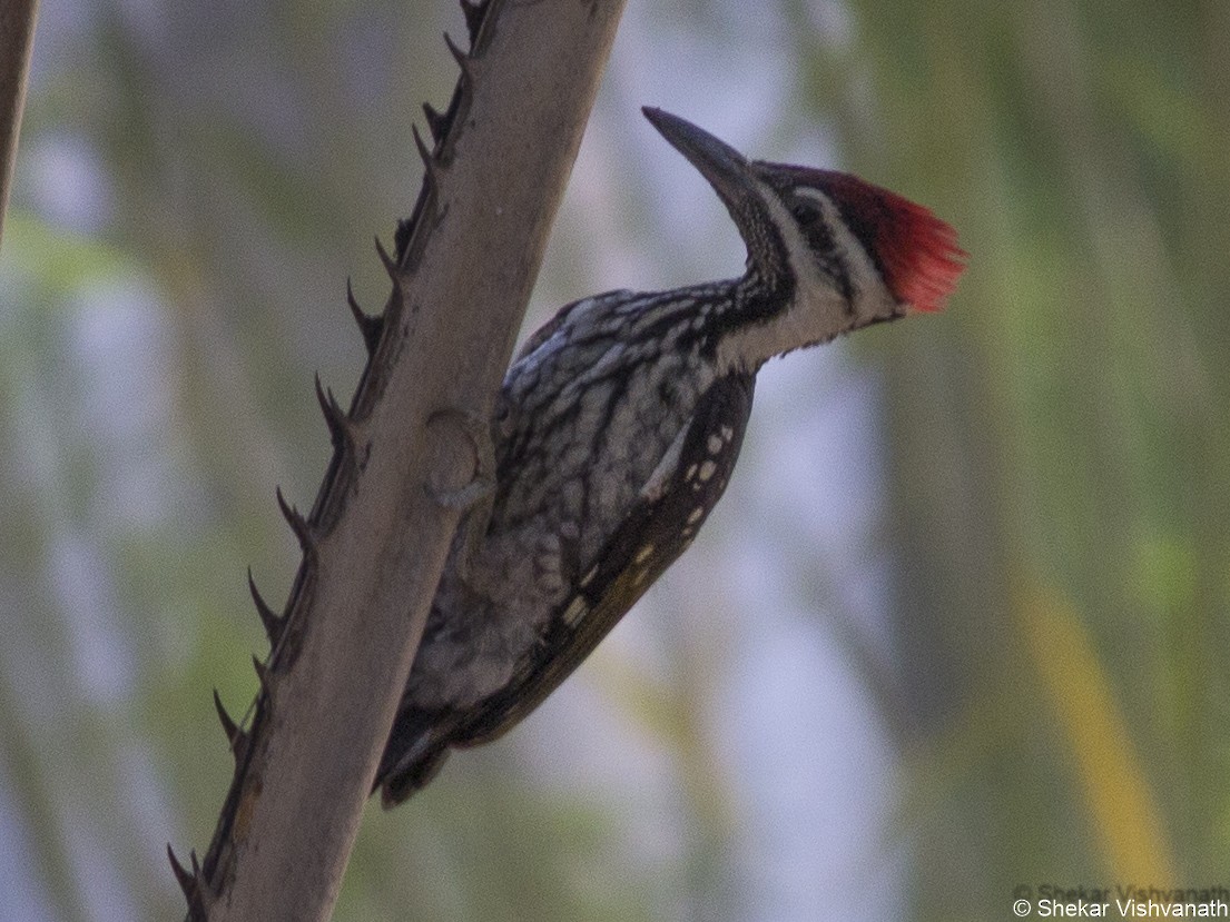 Black-rumped Flameback - Shekar Vishvanath