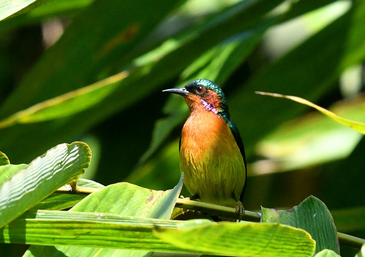 Ruby-cheeked Sunbird - ML592353571