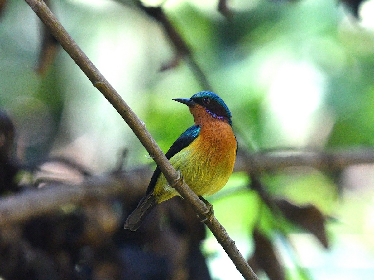 Ruby-cheeked Sunbird - Rofikul Islam