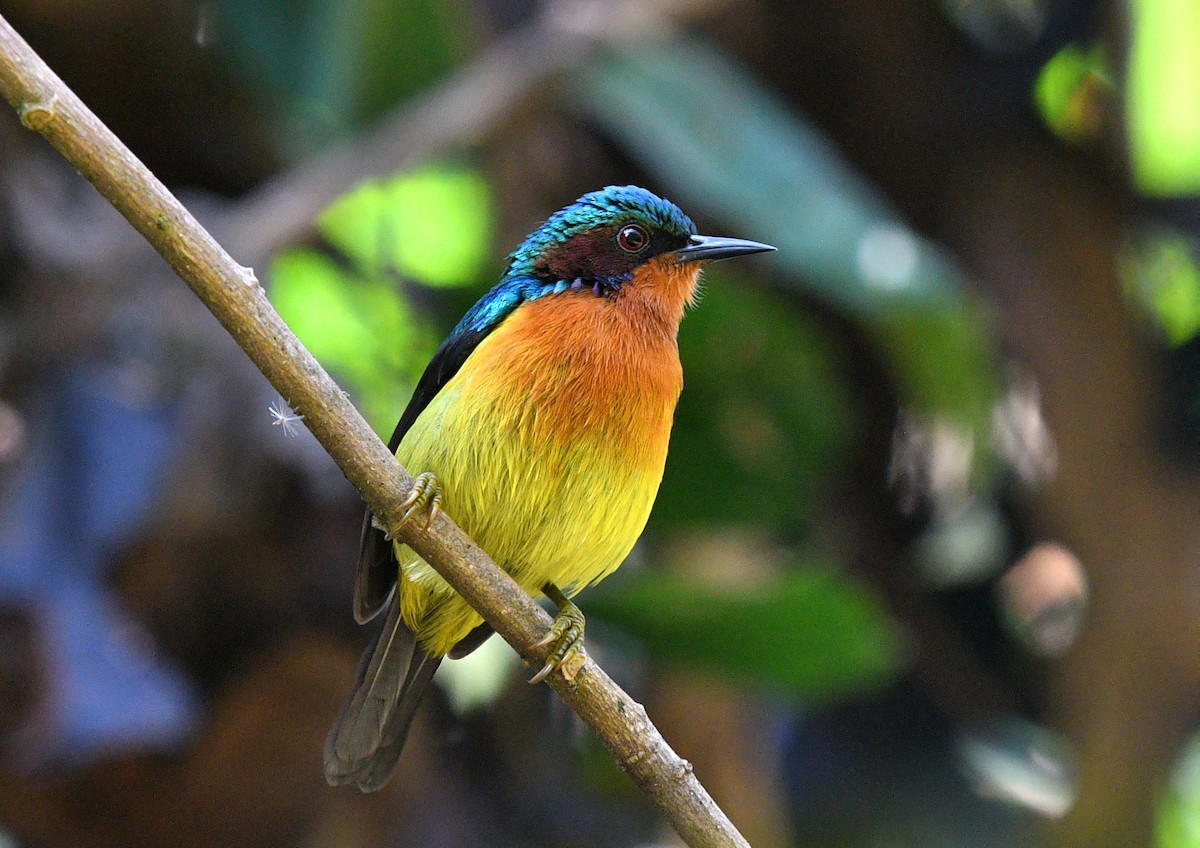 Ruby-cheeked Sunbird - Rofikul Islam