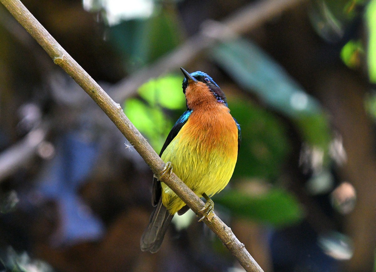 Ruby-cheeked Sunbird - Rofikul Islam