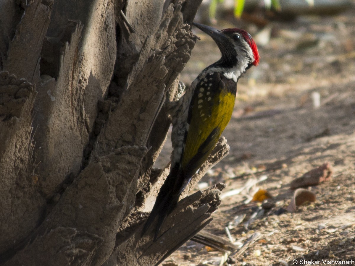 Black-rumped Flameback - Shekar Vishvanath