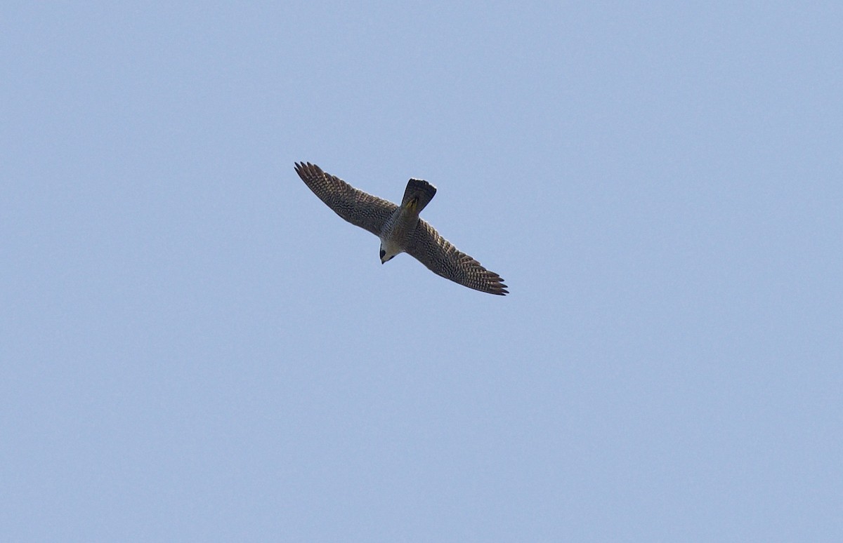 Peregrine Falcon - ML592355101