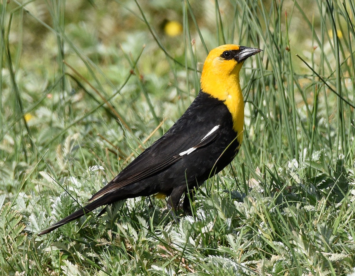 Yellow-headed Blackbird - ML592355751