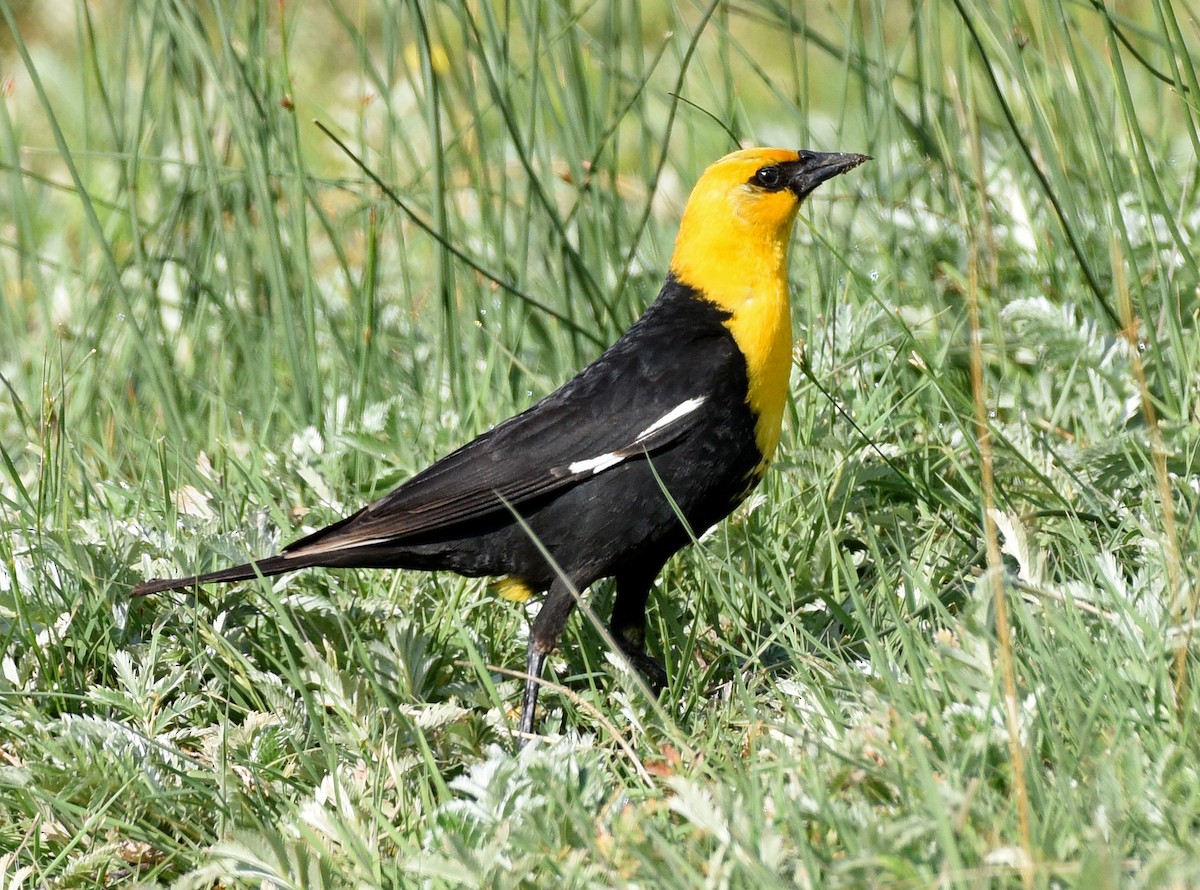 Yellow-headed Blackbird - ML592355771