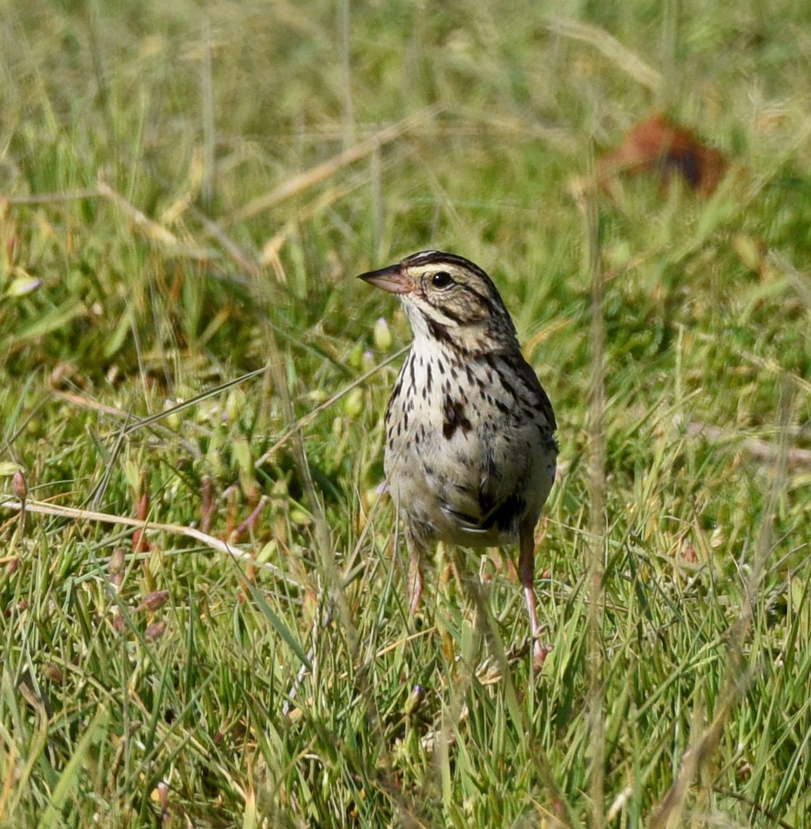 Savannah Sparrow - ML592355841