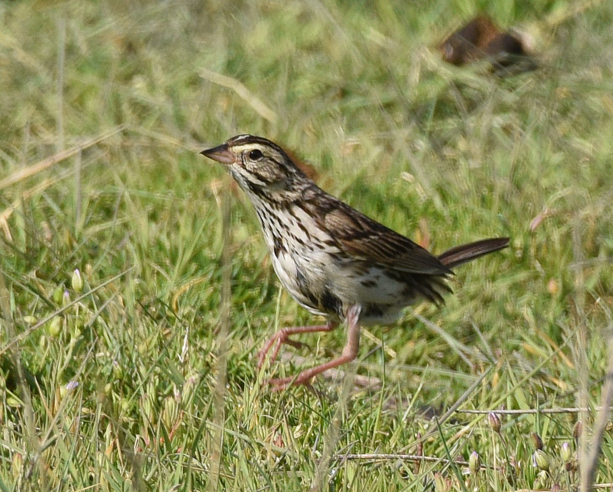 Savannah Sparrow - ML592355851