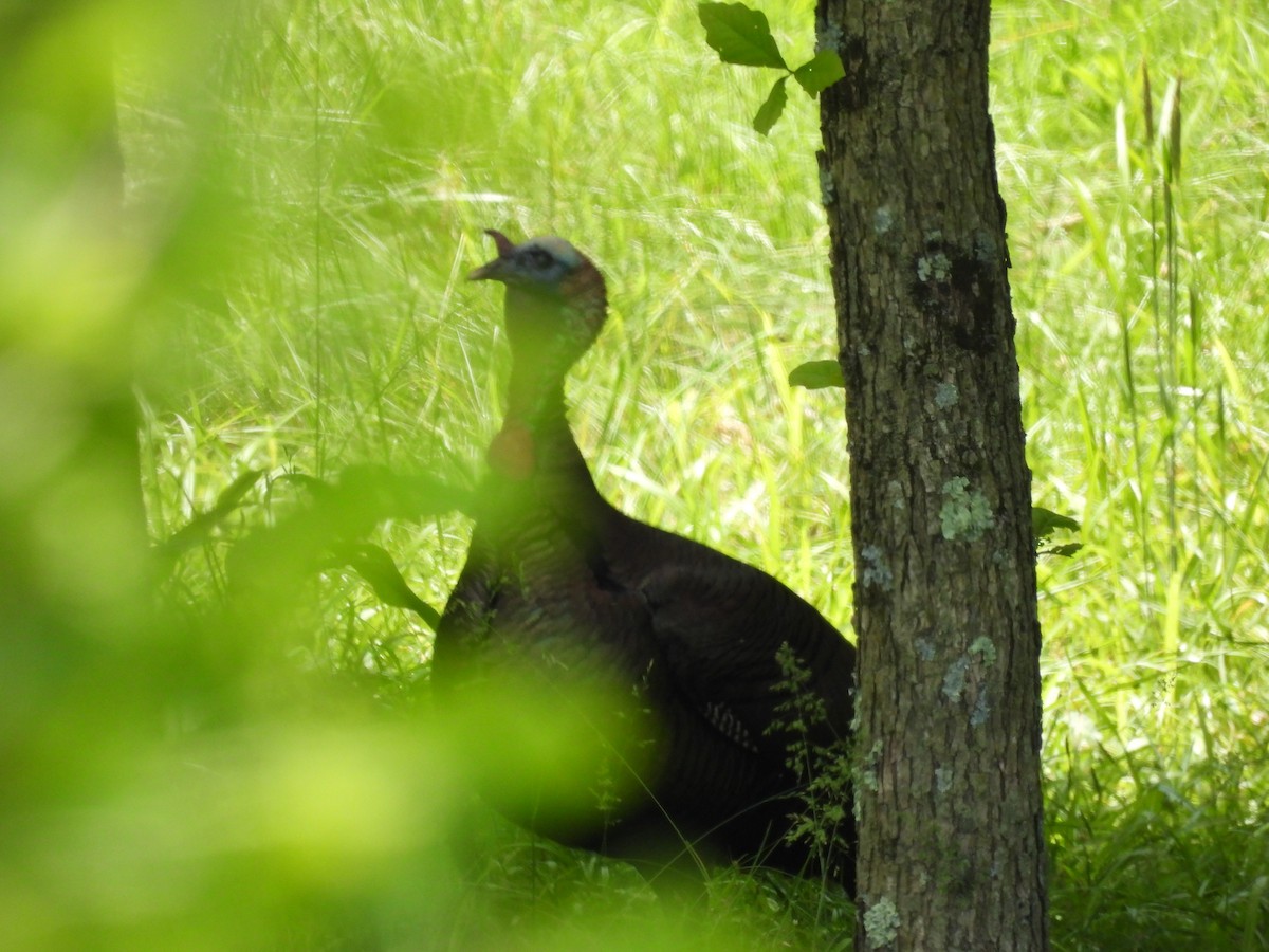 Wild Turkey - Pat Whittle