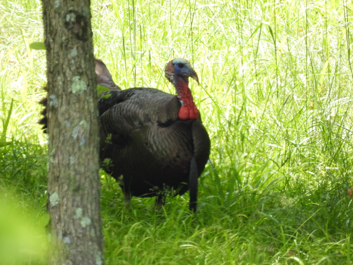 Wild Turkey - ML592356441