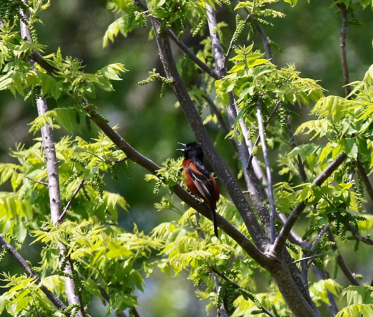 Orchard Oriole - ML592356791