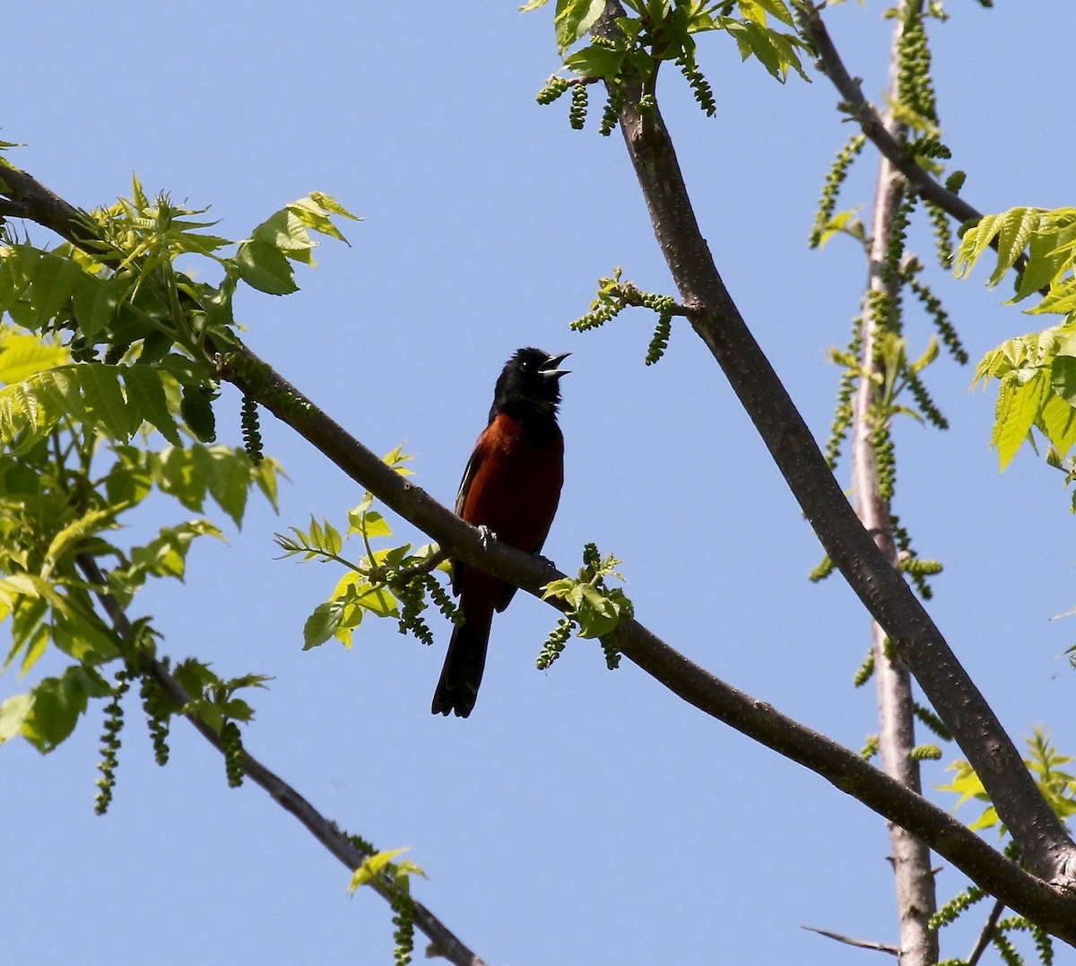 Orchard Oriole - ML592356801