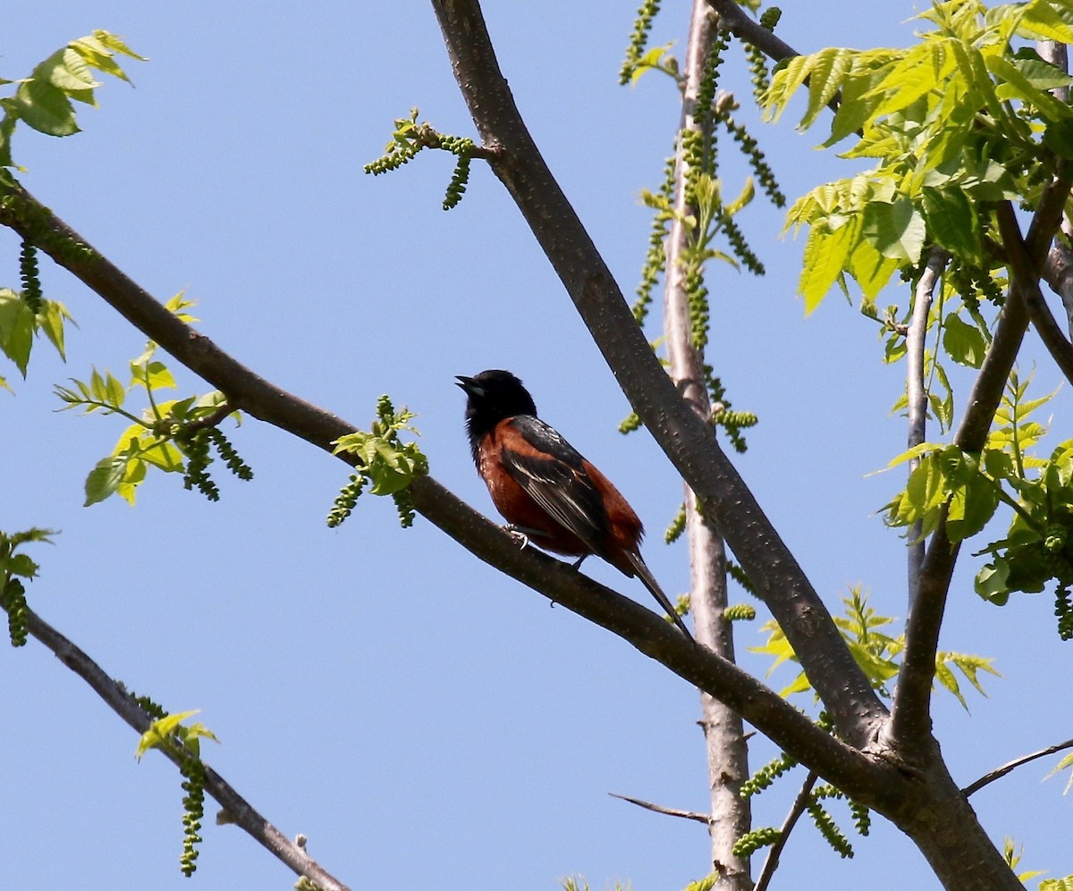 Orchard Oriole - ML592356811