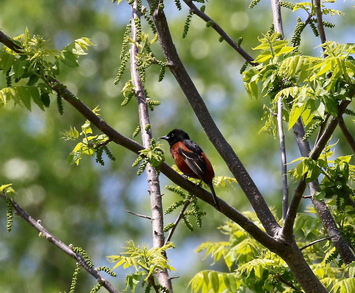 Orchard Oriole - ML592356821