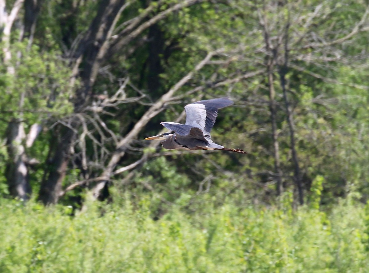 Great Blue Heron - ML592357351