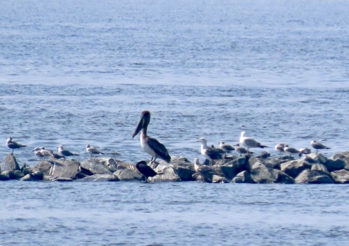 Brown Pelican - ML592357411