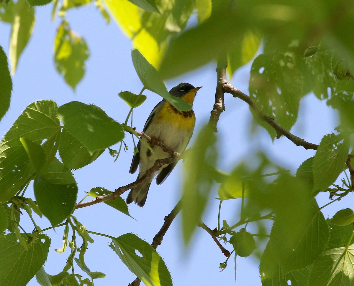 Northern Parula - ML592357701