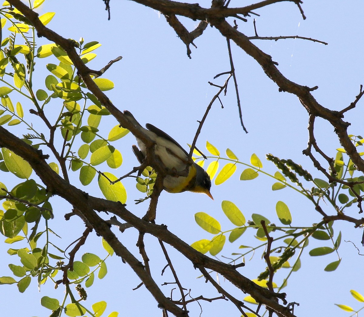 Northern Parula - ML592357711