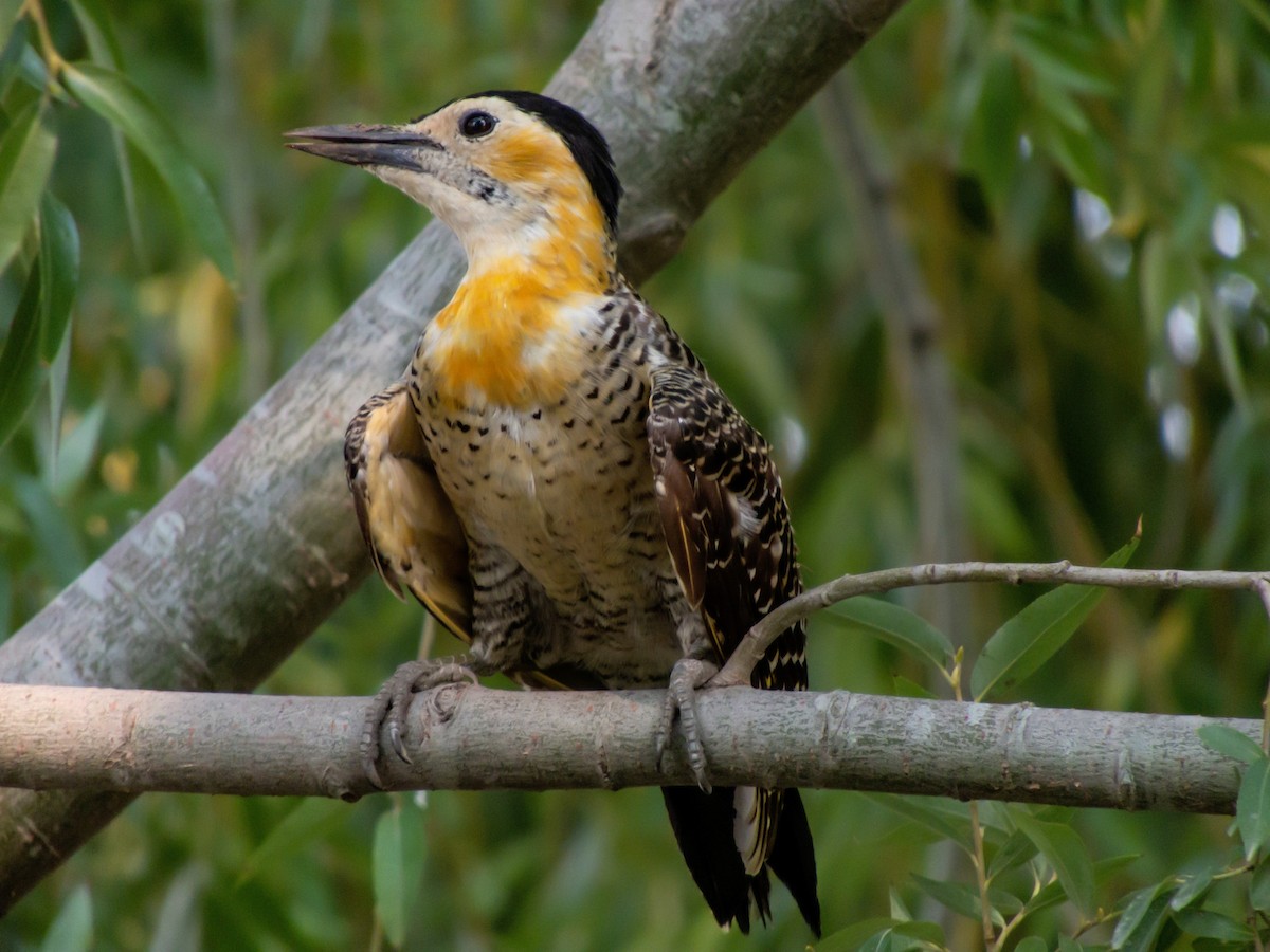 Campo Flicker - Leonardo Zoat