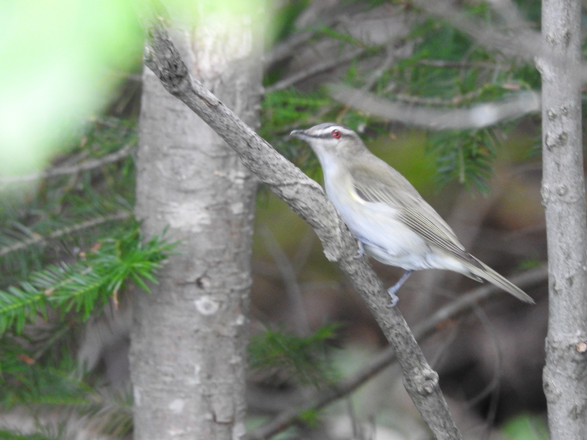 Kızıl Gözlü Vireo - ML592358801