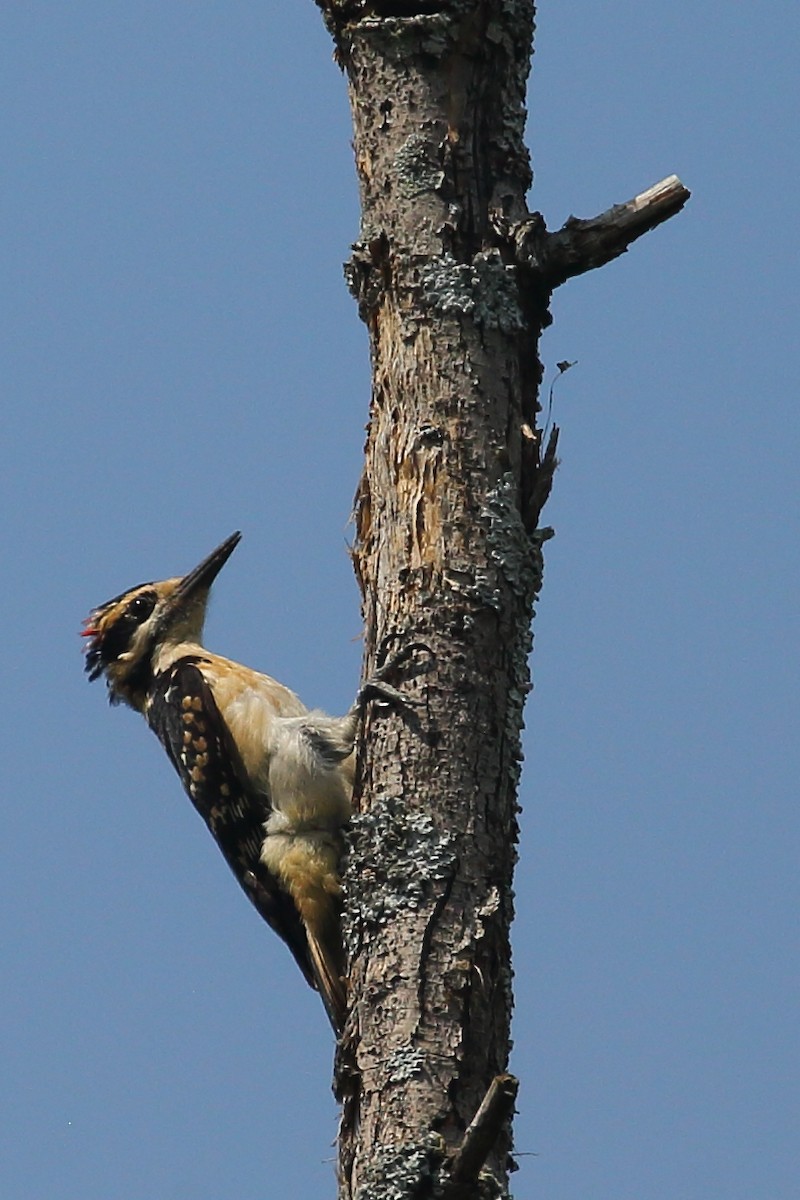 Hairy Woodpecker - Bruce Robinson
