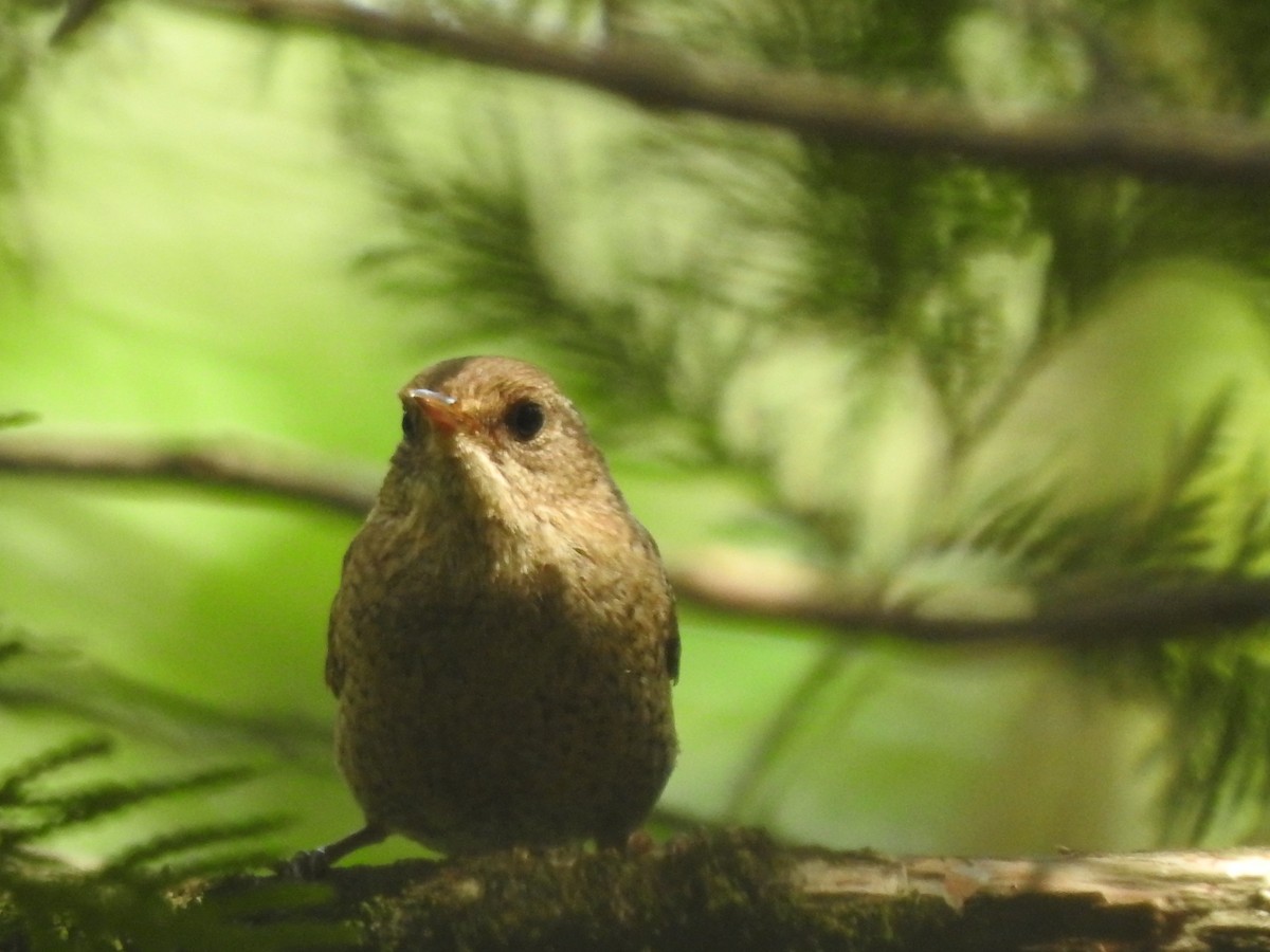 Winter Wren - ML592358861