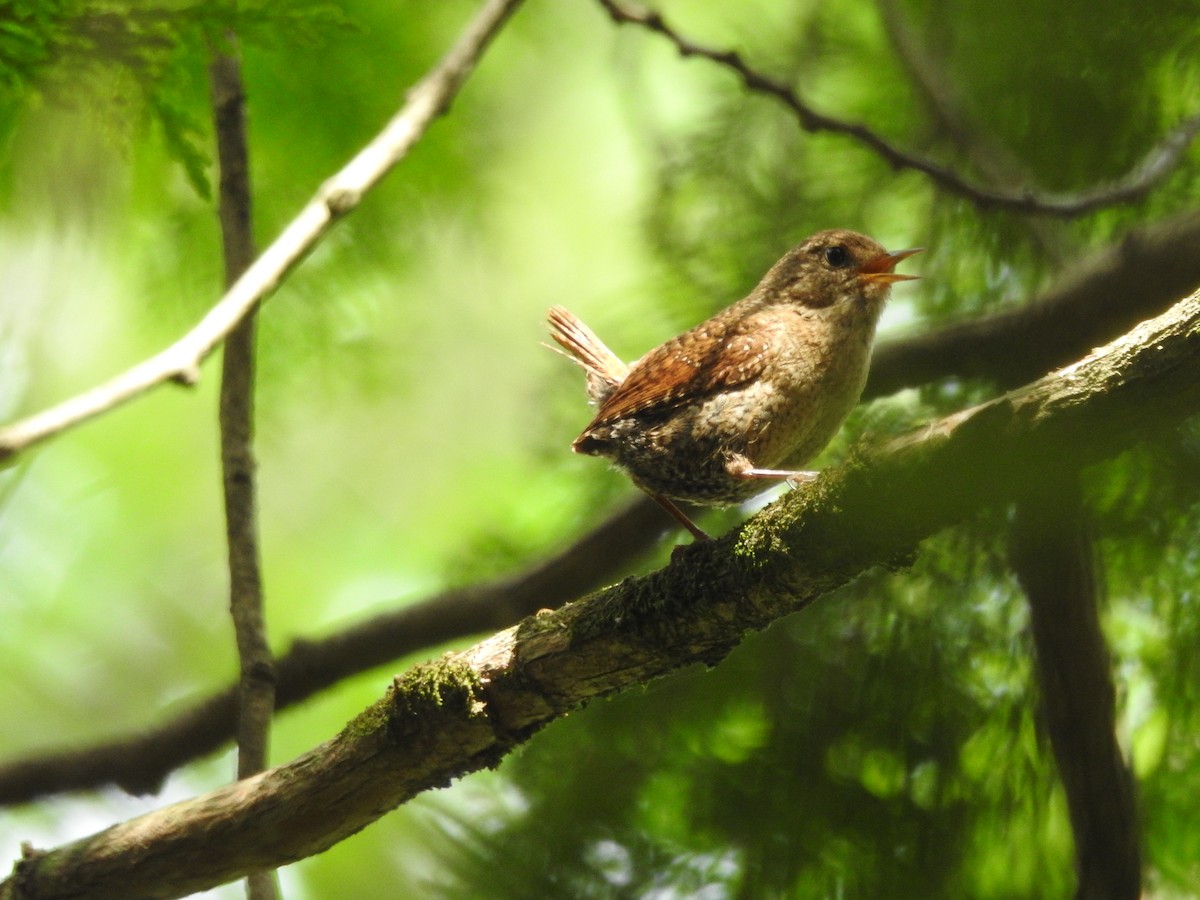 Winter Wren - ML592359101