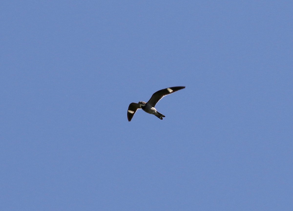 Common Nighthawk - Sandy Vorpahl