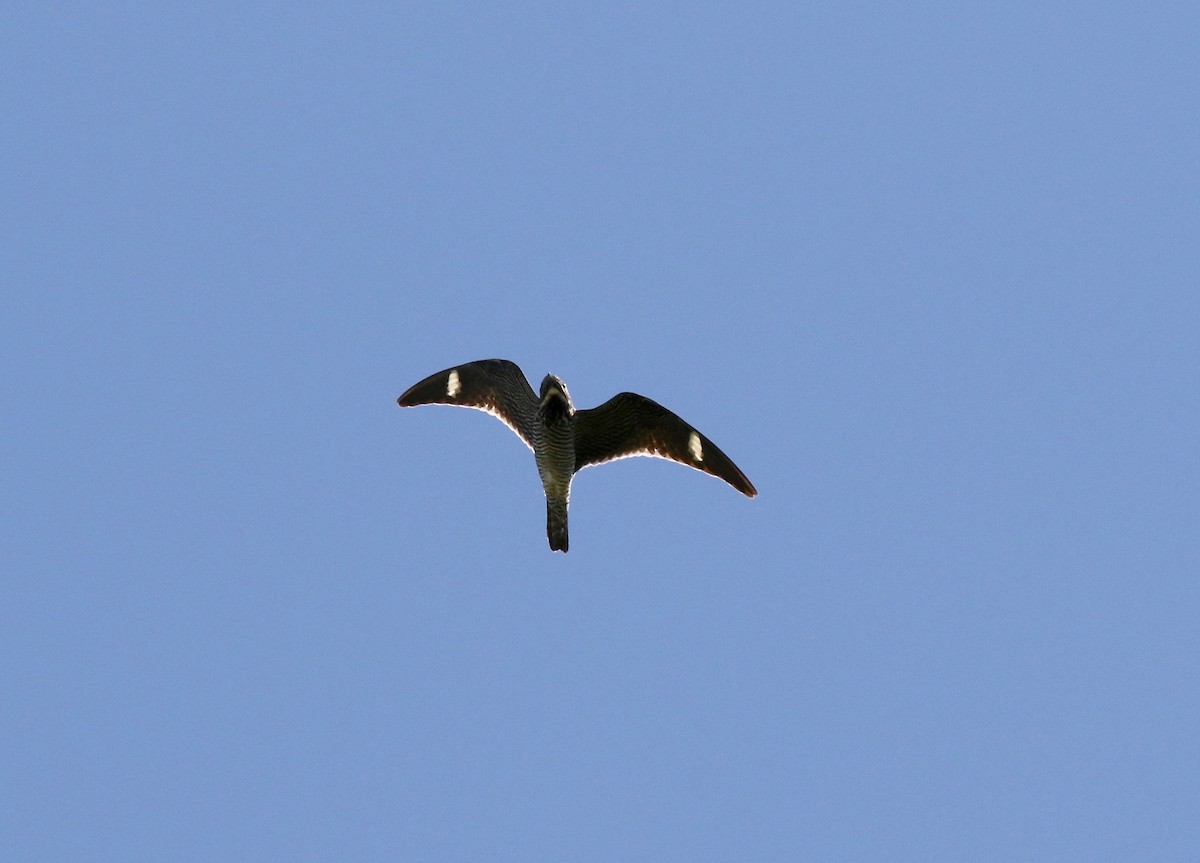 Common Nighthawk - Sandy Vorpahl